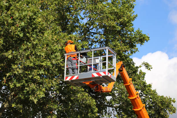 Best Leaf Removal  in Appomattox, VA